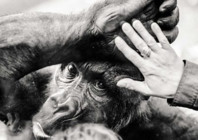 wilde tiere hinter glas